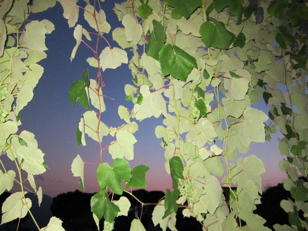 Ligo Bed & Breakfast Villanova d'Albenga Luaran gambar